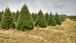 Why Christmas trees may be harder to find this year (and what you can do about it)