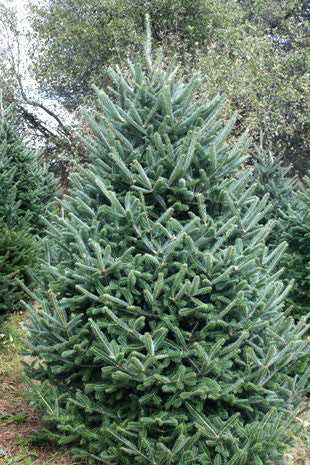 Fraser Fir Tree