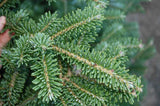 Fraser Fir